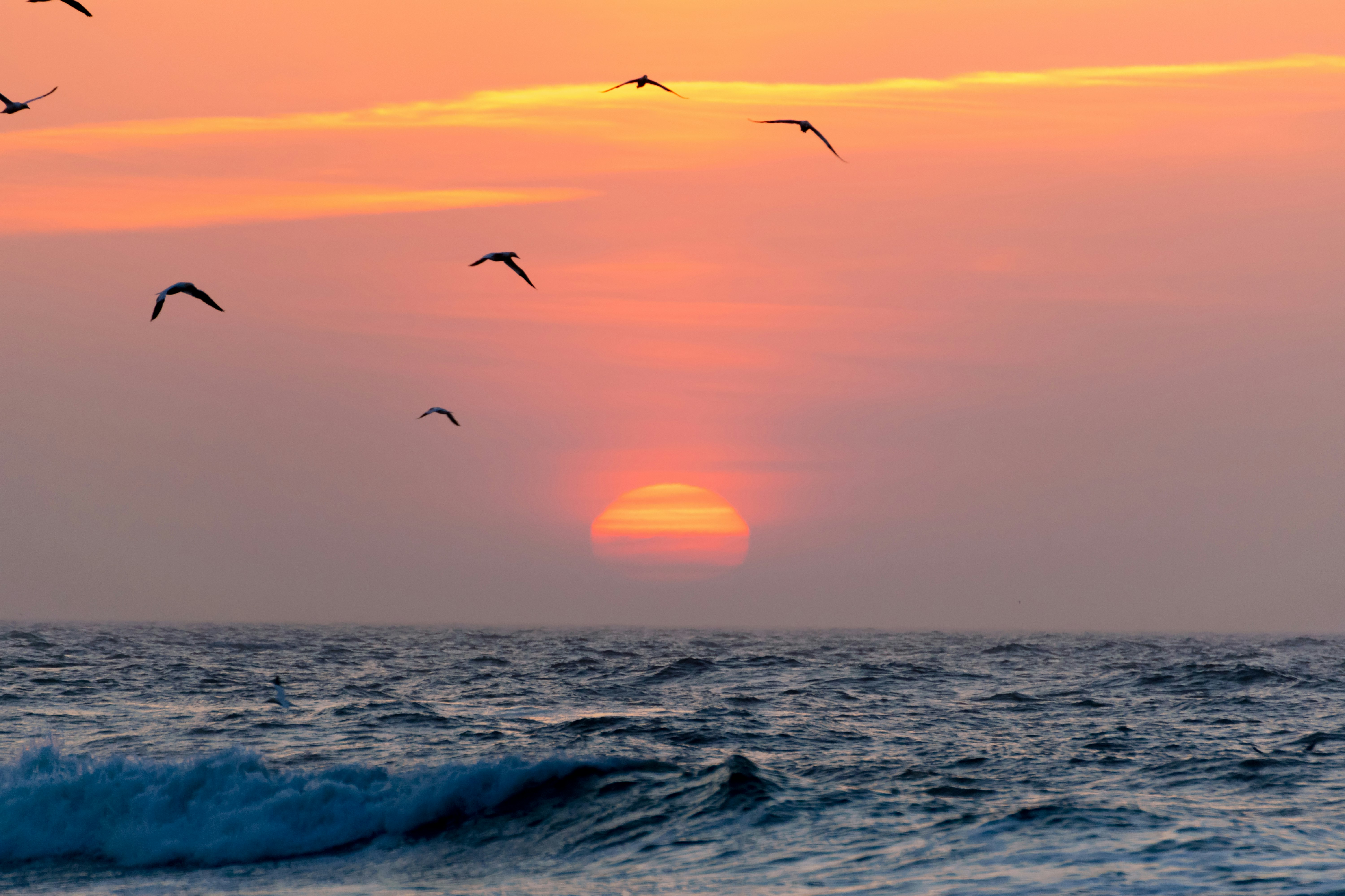 flying birds on sea during golden hour